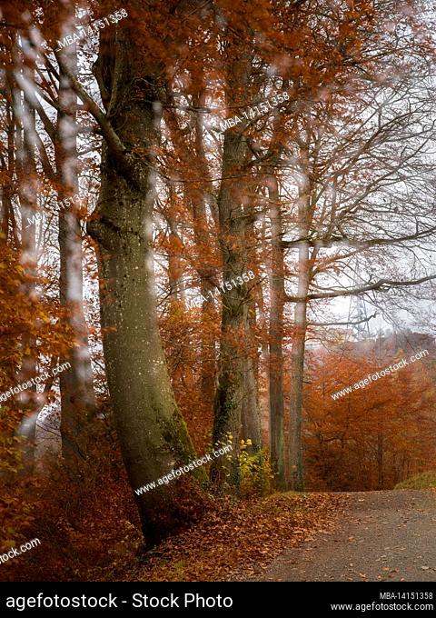 autumn forest, experimental long exposure