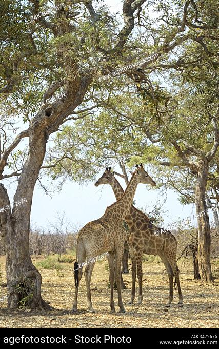 Two Giraffe (Giraffa camelopardalis) standing under acaciatree, Kruger National Park, South Africa