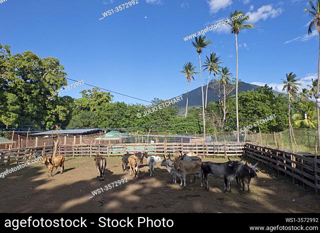 Cattle with volcano in background in Ometepe island, Nicaragua, Central America