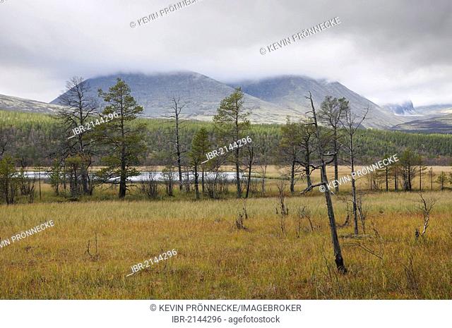 Marshy landscape in Rondane National Park, Norway, Europe
