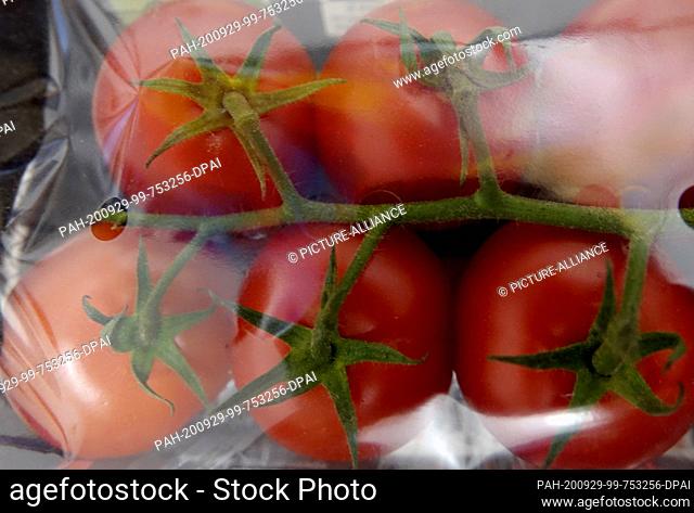 26 September 2020, Berlin: Tomatoes are wrapped in foil. Photo: Alexandra Schuler/dpa. - Berlin/Berlin/Germany