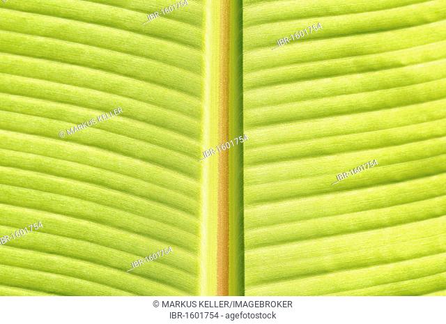 Detail of petiole and leaf blade of a banana plant (Musa)