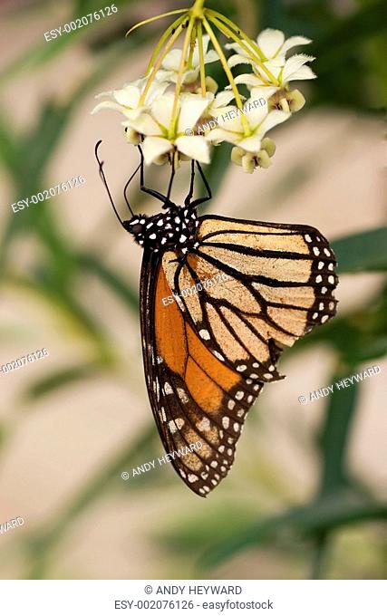 Monarch Butterfly stages 04