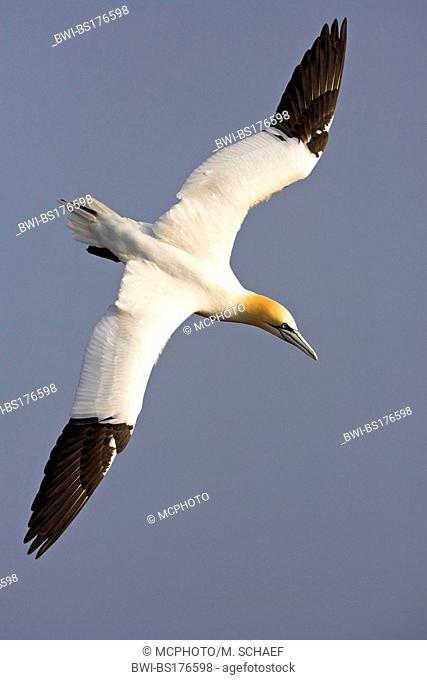 northern gannet (Sula bassana, Morus bassanus), flying, Germany