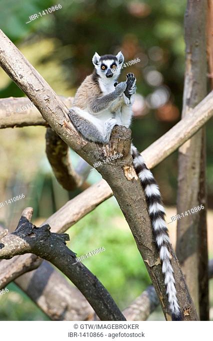 Ring-tailed Lemur (Lemur catta) in a tree, Near Threatened, Madagascar, Africa