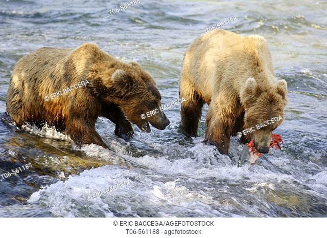 Grizzli bears catching salmon in Brooks river (Ursus arctos horribilis). Katmai National Park. Alaska. USA