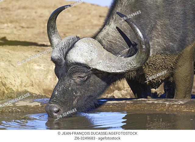 African buffalo (Syncerus caffer), adult male, drinking at a waterhole, Addo Elephant National Park, Eastern Cape, South Africa, Africa