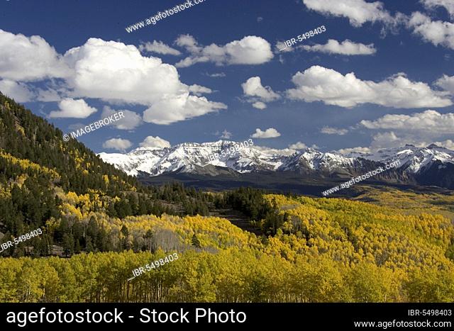 Mixed forest with Aspen and Colorado Blue Spruce in autumn, San Juan Mountains, Colorado, USA, Mixed forest with poplars and blue spruce, San Juan Mountains