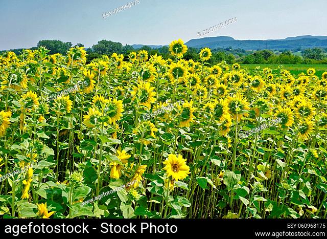 Sonnenblumenfeld, Baden Württemberg, Deutschland, field of sunflowers, germany