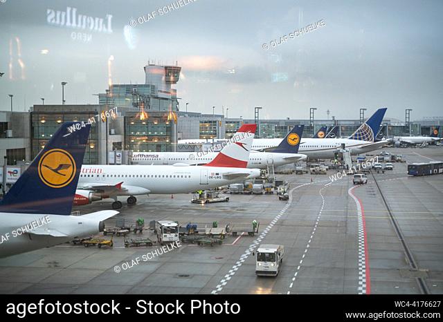 Frankfurt, Hessen, Germany, Europe - Lufthansa and Star Alliance passenger planes park at their gate of Frankfurt Airport Terminal 1