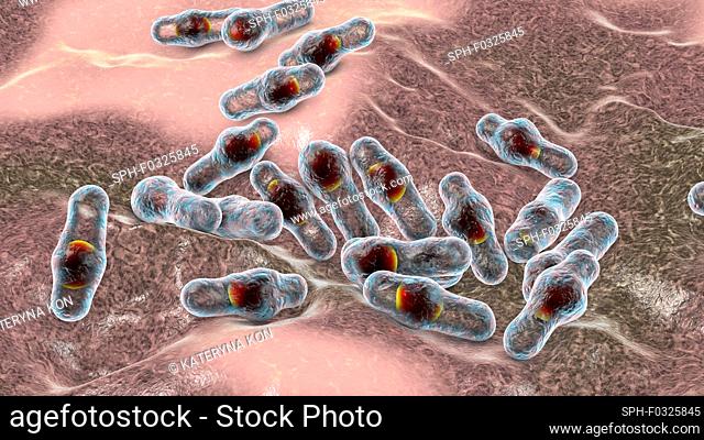 Clostridium bacteria, computer illustration. Clostridia are spore-forming bacteria that include several human pathogenic species, C. difficile, C