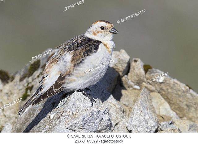 Snow Bunting (Plectrophenax nivalis insulae), adult female perched on a rock