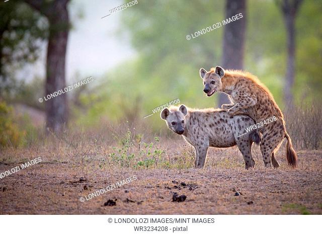 A spotted hyena male, Crocuta crocuta, mounts a female while mating, looking away, backlit
