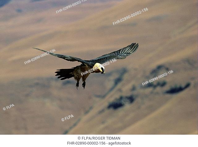 Lammergeier Gypaetus barbatus In flight - South Africa