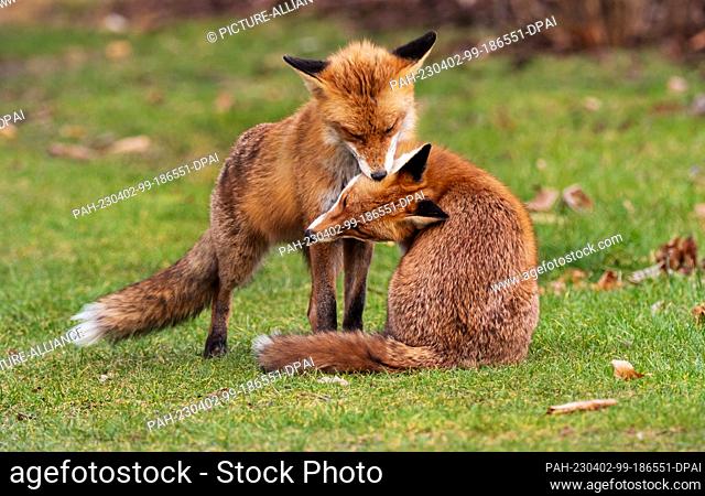 01 March 2023, Berlin: 01.03.2023, Berlin. A male fox (Vulpes vulpes) and a female (below) exchange delicacies on a meadow in the Botanical Garden