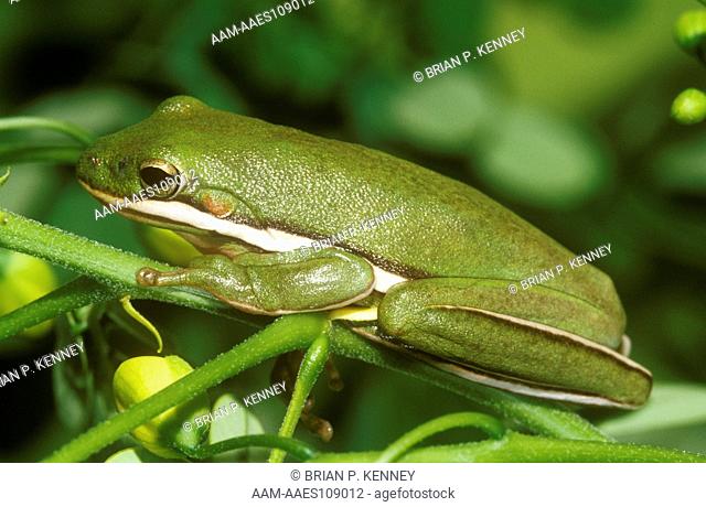 Green Treefrog (Hyla cinerea), resting on Cassia, Florida