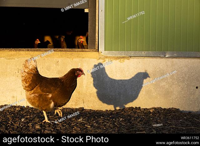 Free range chickens by a hen house, in the early morning, casting shadows on a wall