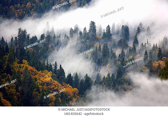 FOG ROLLS THROUGH A FOREST DURING AUTUMN IN SEQUOIA NATIONAL PARK, CALIFORNIA