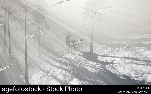 proud noble deer male in winter snow forest in mountains