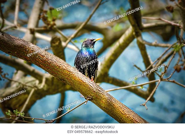 Common starling (Sturnus vulgaris) perching on a branch