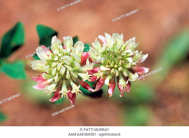 Alsike Clover (Trifolium hybridum) Negri-Nepote Grassland Preserve, NJ New Jersey