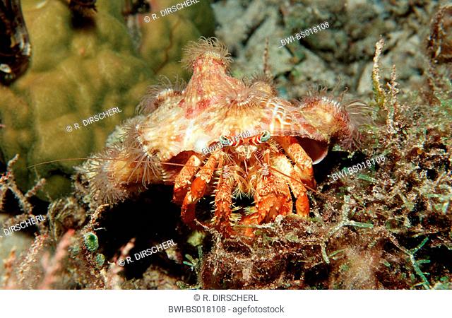 parasit anemone hermit crab (Dardanus pedunculatus), single Animal with shell, which is covered with anemones, Philippines, Bohol, Panglao Island