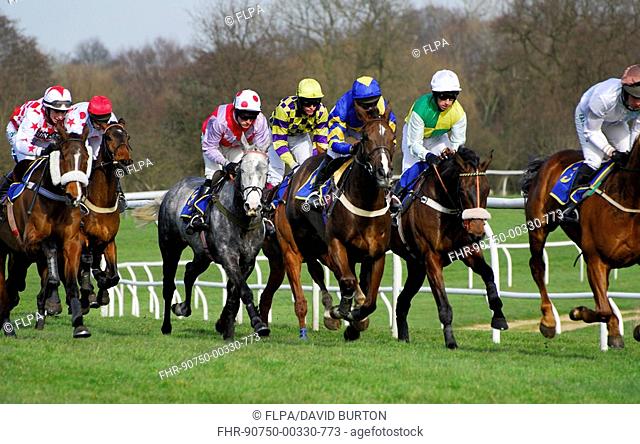 Horse racing, Thoroughbred racehorses during race, Fakenham Races, Norfolk, England
