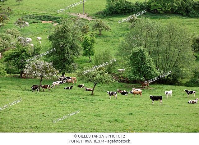 tourism, France, lower normandy, calvados, pays d'auge, around cambremer, norman cows, meadow, breeding, agriculture, bovine breeding Photo Gilles Targat