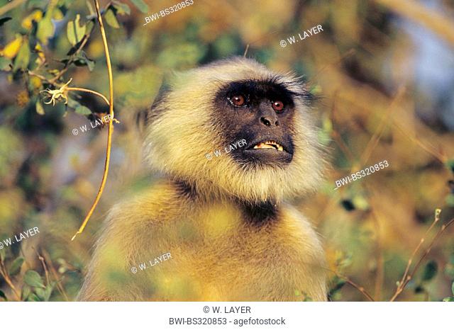Sacred langur, Indian langur, Hanuman langur, Northern Plains Gray Langur, Hanuman monkey, Common Langur (Semnopithecus entellus, Presbytis entellus), portrait