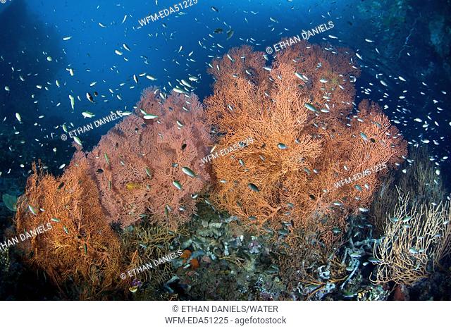 Damselfishes surrounding Seafan, Chromis sp., Misool, Raja Ampat, West Papua, Indonesia
