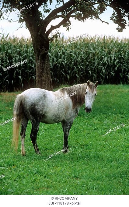 Arravani horse - standing on meadow