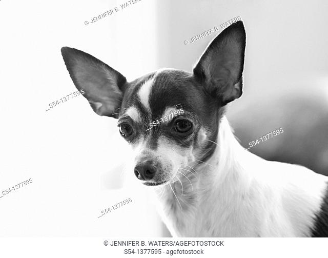 A chihuahua, head and shoulders