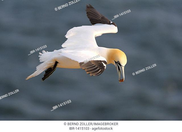 Northern Gannet (Sula bassana) in flight with a courting gift in its beak, red pebbles, North Sea, Heligoland, Schleswig-Holstein, Germany, Europe