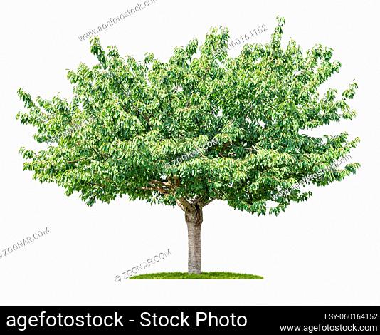 Isolated Cherry tree on a white background
