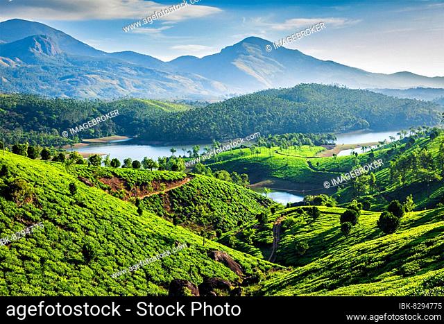 Tea plantations and Muthirappuzhayar River in hills near Munnar, Kerala, India, Asia