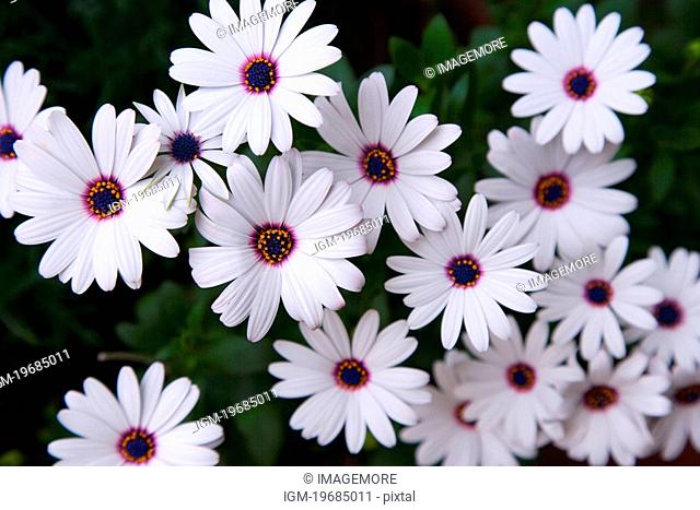 Blossoms of daisy, white