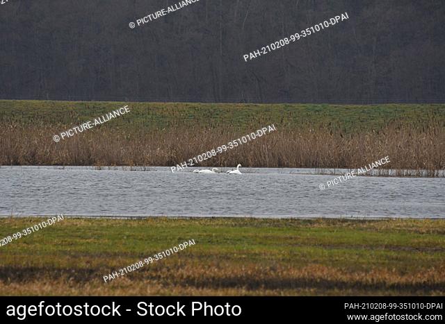 14 January 2021, Brandenburg, Criewen: The Lower Oder Valley National Park offers exciting flora and fauna all year round on its flooded floodplain meadows on...