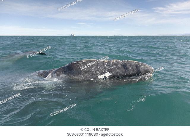 Gray Whale Eschrichtius robustus San Ignacio Lagoon, Baja California, Mexico
