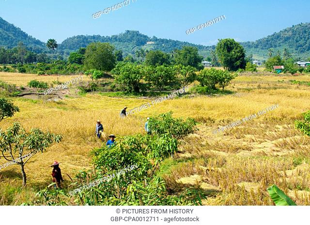 Thailand: Harvesting rice in fields below Wat Phra Phuttha Bat Phu Kwai Ngoen by the Mekong River, Loei Province