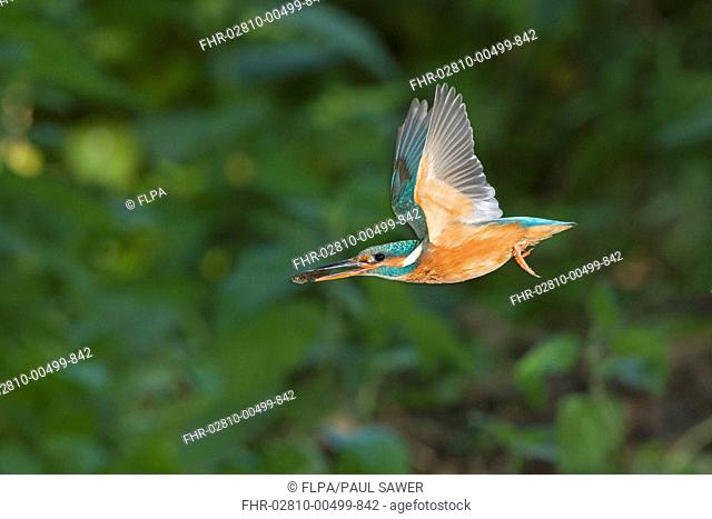 Common Kingfisher Alcedo atthis adult female, in flight, with Three-spined Stickleback Gasterosteus aculeatus prey in beak, Suffolk, England, may