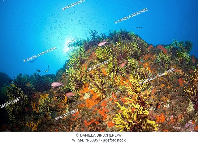 Variabe Gorgonians in Reef, Paramuricea clavata, Tamariu, Costa Brava, Mediterranean Sea, Spain