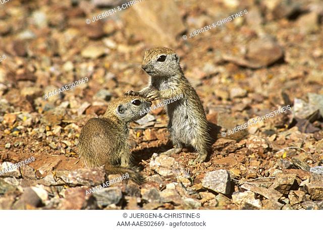 Roundtail-Ground-Squirrel-(Citellus-tereticaudus), -Young, -Sonora-Desert, -AZ