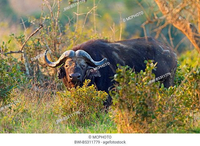 African buffalo (Syncerus caffer), in savannah, South Africa, Hluhluwe-Umfolozi National Park