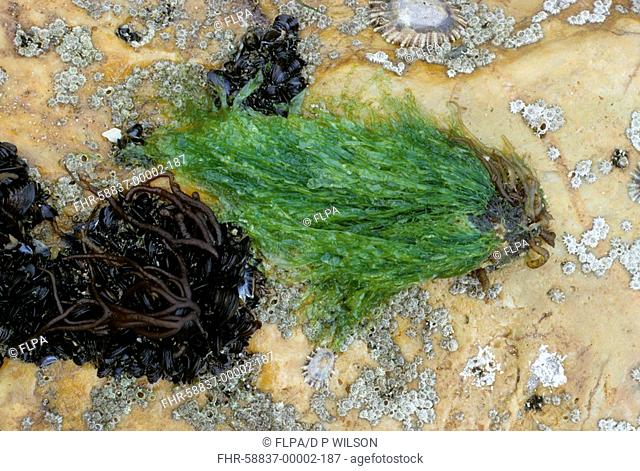 Seaweed -Enteromorpha compressa & Nemalion helminthoides with limpets, mussels & acorn