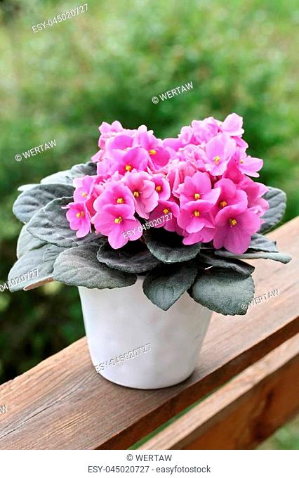 Saintpaulias (African violets, Saintpaulia ionantha) pink flower in the pot