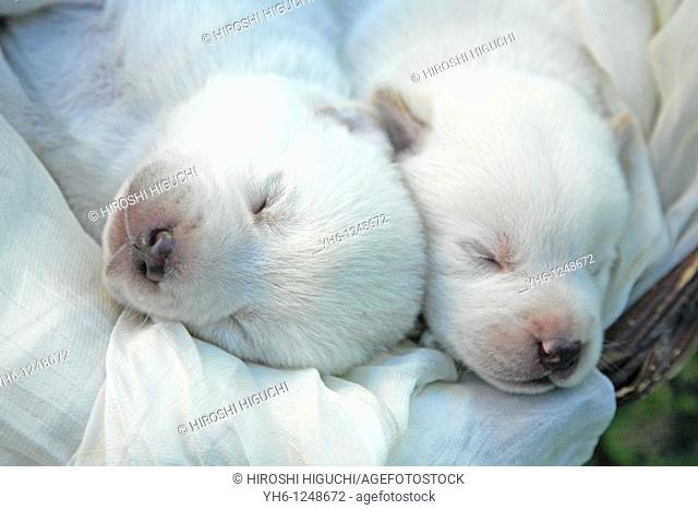 Brazil, Rio Grande do Sul, Novo Hamburgo, sleeping two Labrador retriever puppies