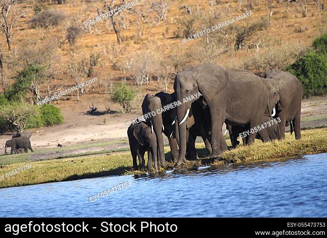 Elephant, Loxodonta africana, Chobe River, Chobe National Park, Botswana, Africa