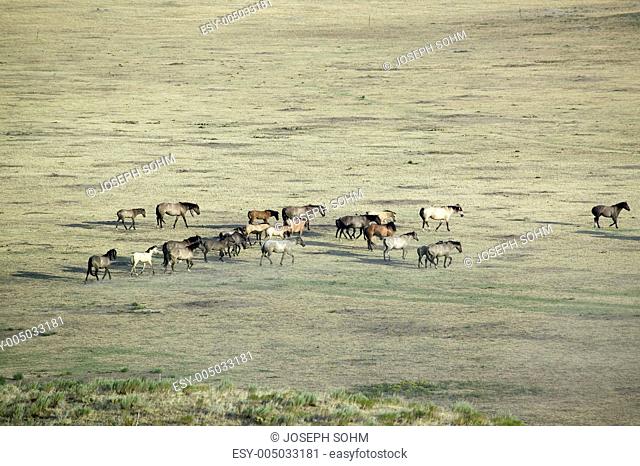 Distant shot of herd of horses at the Black Hills Wild Horse Sanctuary, the home to Americas largest wild horse herd, Hot Springs, South Dakota