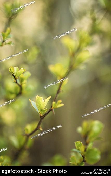 Young Spring Green Leaf Leaves Quince Growing In Branch Of Forest Bush Plant Tree. Young Leaf On Boke Bokeh Natural Blur. Cydonia Oblonga