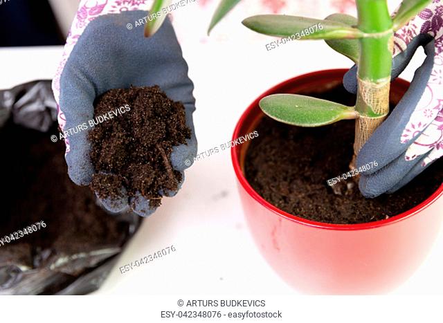 Woman planting a plant in a red pot with decorative gloves. Growth concept